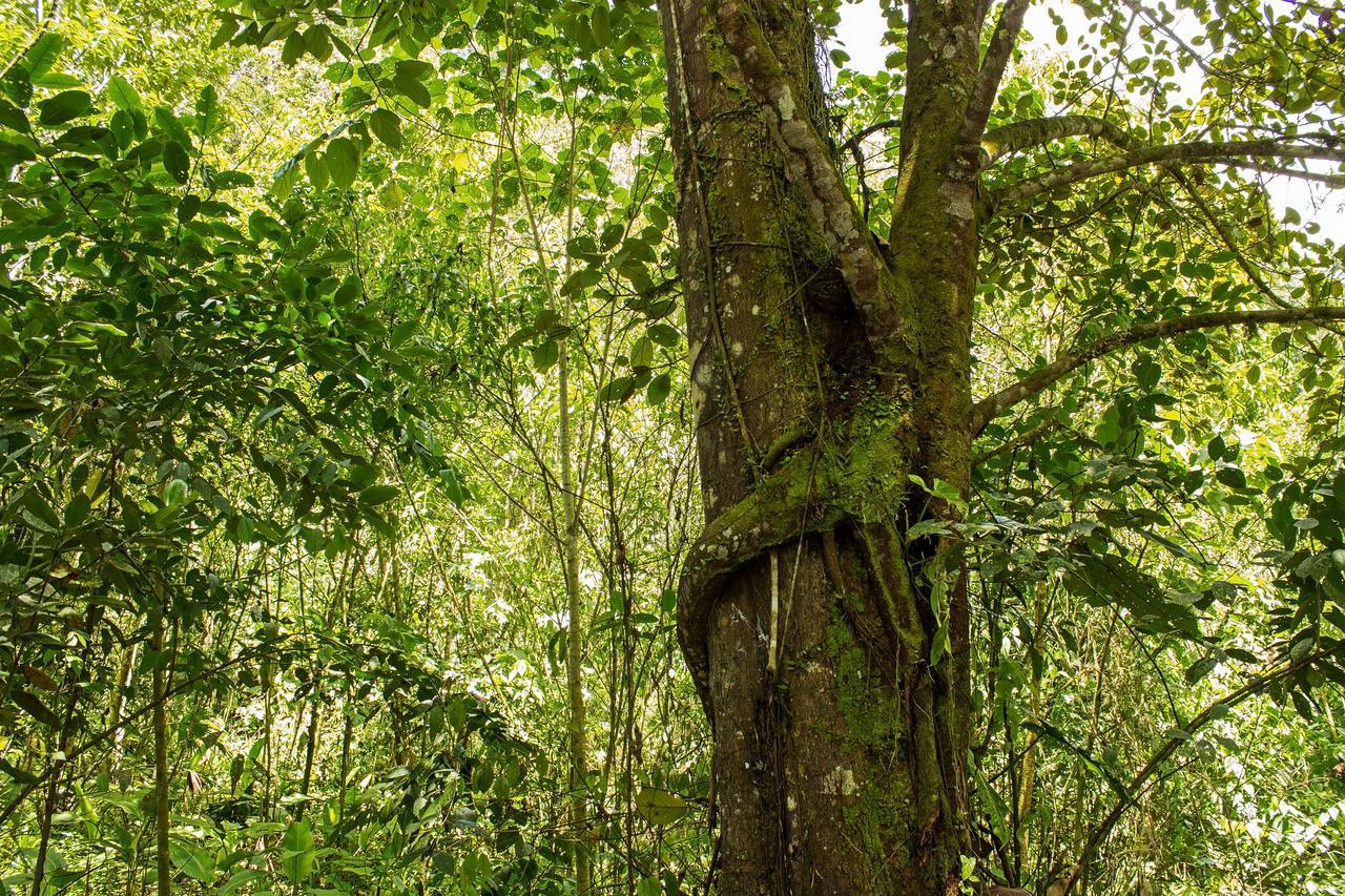 Kuyana Amazon Lodge Archidona Стая снимка